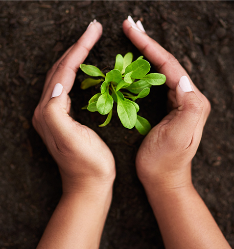 Erdarbeiten mit erster Erdarbeiten mit erster Bepflanzung im Gartenbau